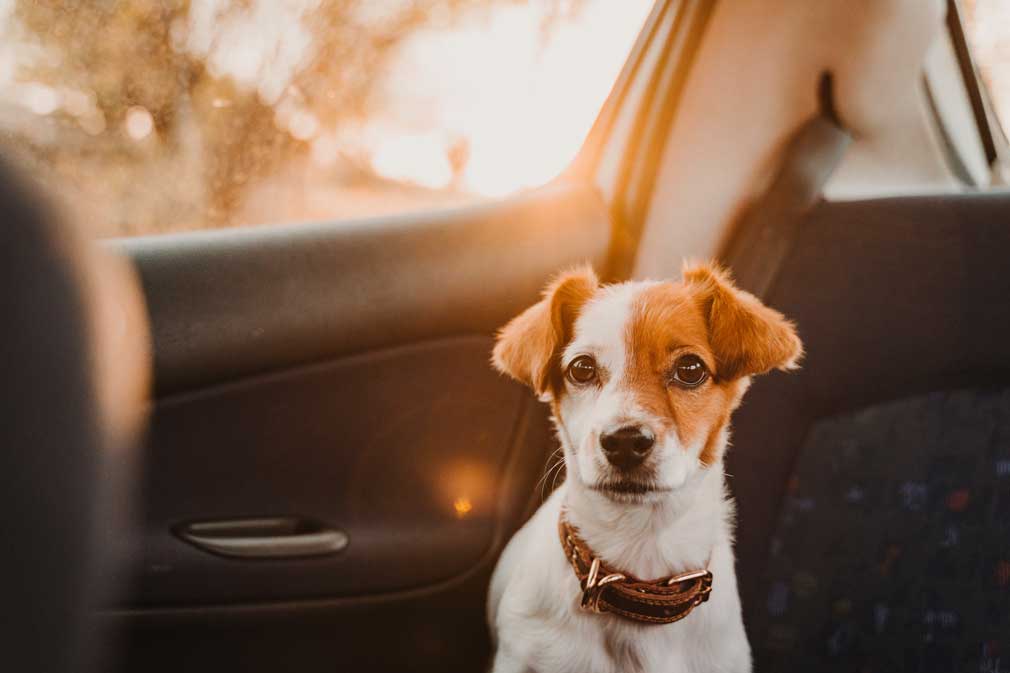 Delivery de serviços de Petshop