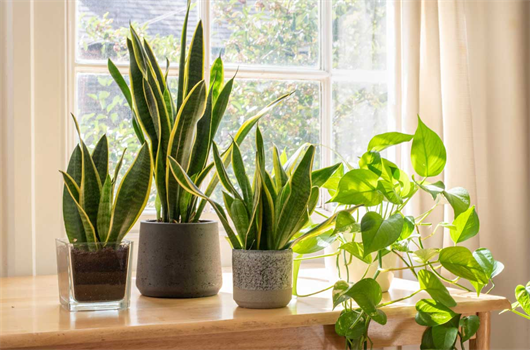 O que são plantas permanentes e como podem ser usadas na decoração? | Blog  da MRV