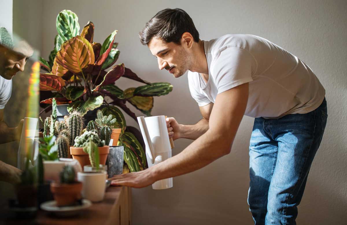 Plantas para apartamento pequeno: 10 dicas essenciais para utilizá-las |  Blog da MRV